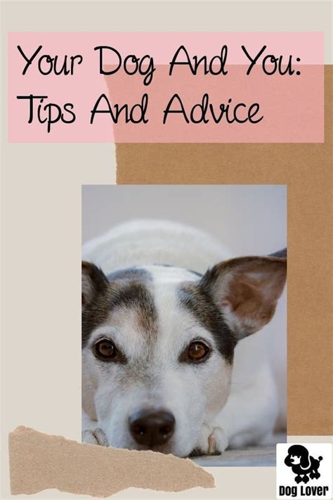Basic Dog Care Advice For The Newcomer Dog Care Dog Advice Pet Care