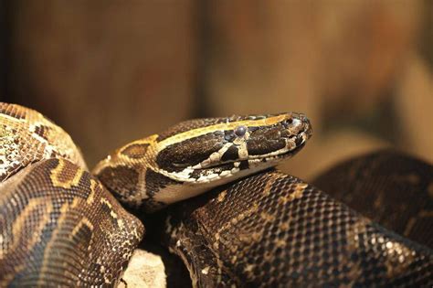 Pythons Are They Ever A Good Idea For A Pet The Globe And Mail