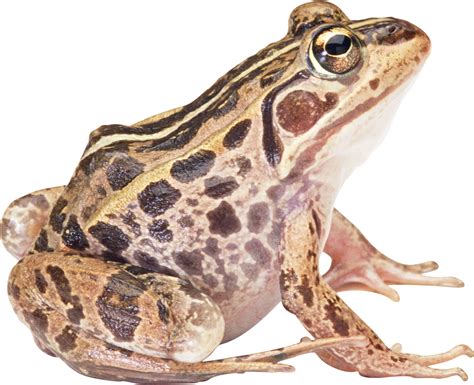 Collection Of Png Hd Frog Pluspng