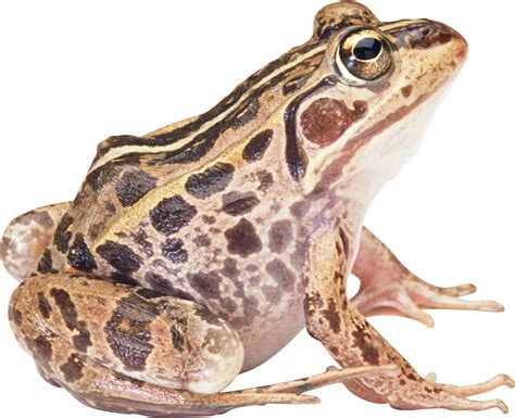 Frog Png Transparent Image Download Size 2044x1661px