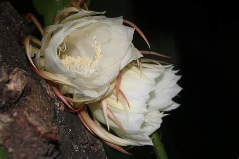 The Night Blooming Cereus Insidejourneys