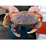Recreational Dungeness Crab Season Postponed By State Authorities 