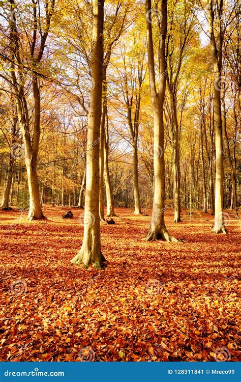 Forest Beech Trees In Autumn Fall Stock Image Image Of Forest Nature