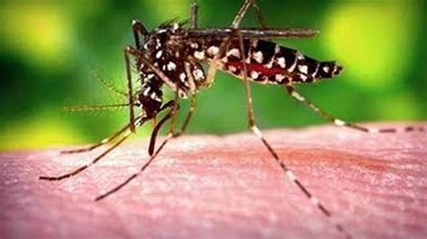 Yellow Fever Mosquito Spreads To Turlock And Ceres Modesto Bee