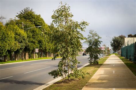 Councils 2020 Street Trees Planting Program Underway Mirage News