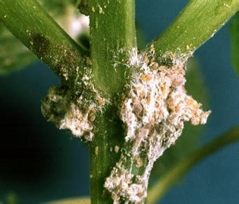 Little fuzzy white bugs are a common menace in many gardens. Stop Mealybugs On Marijuana Plants Now!