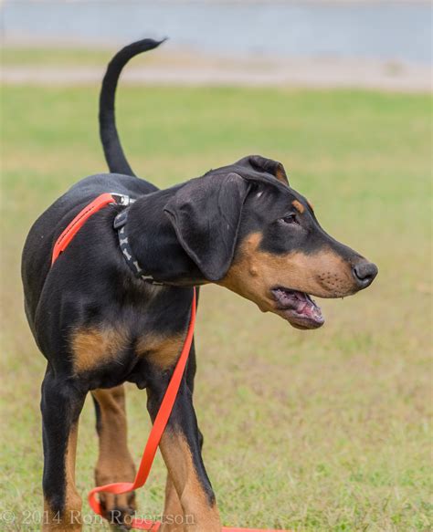 Good breeders will welcome your questions about temperament, health clearances and what the dogs are. Lor - Desert Harbor Doberman Rescue