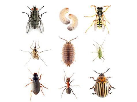 Hawaii termite & pest control. State Termite & Pest Control - Aiea, Hawaii