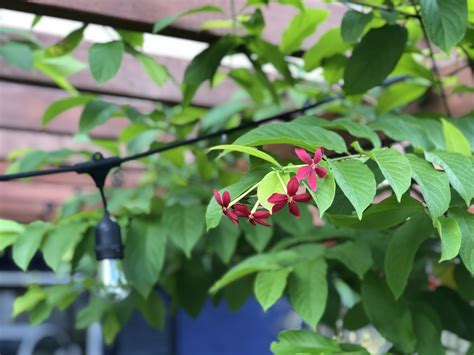 Picuala Flower Plant Leaves Plants Front Yard