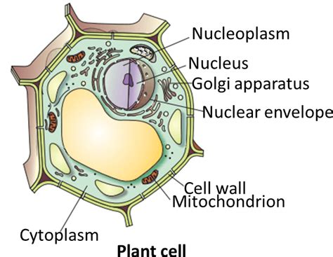 Neat labelled diagram of animal cell and plant cell. NCERT Class 9 Science Solutions: Chapter 5 the Fundamental ...