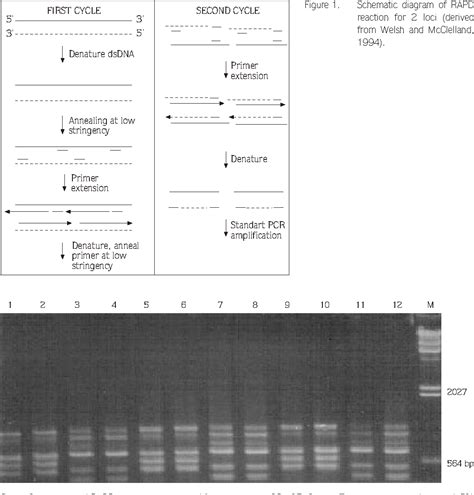 Figure 2 From Random Amplified Polymorphic Dna Rapd Markers