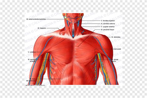 Superficial Muscle Of Neck Human Anatomy