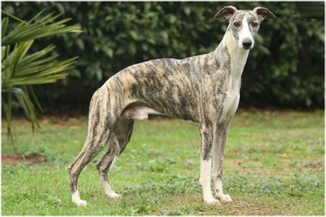 Whippet Puppies Pictures Facts Rescue Temperament Breeders