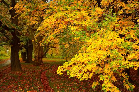 Фото краски осени осенние краски осень - бесплатные картинки на Fonwall