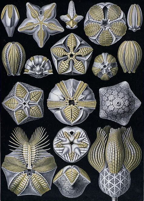 Ernst Haeckels Art Forms In Nature Sam Woolfe