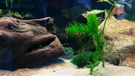 From our tank to your tank! Emerald Dwarf Rasbora - YouTube