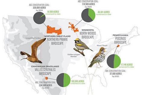 American Golden Plover Migration Map