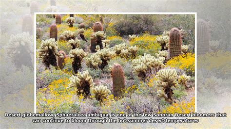 Photos The Sonoran Desert In Bloom Youtube