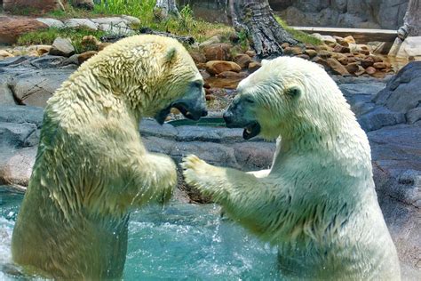 Polar Bears Wrestling Smash And Dodge Photograph By Alexey Dubrovin