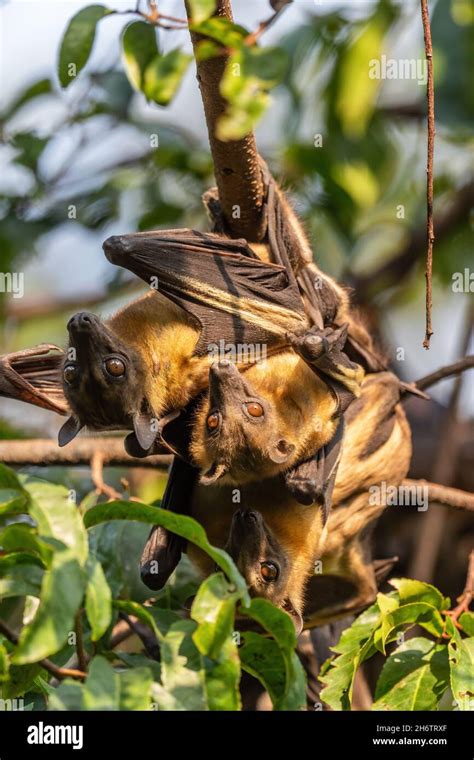 Straw Colored Fruit Bat Eidolon Helvum Beautiful Small Mammal From African Forests And