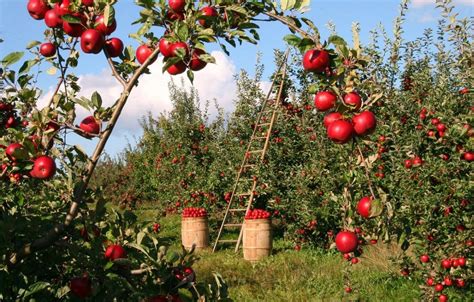 Planting Multiple Fruit Trees Close Together For The Perfect Backyard