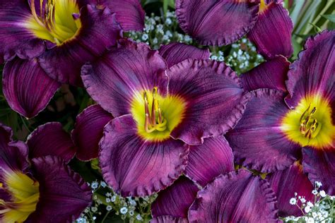 Proven winners 4 5 in qt miss molly butterfly bush buddleia live shrub primo black pearl coral bells heuchera hybrid. Hemerocallis 'Nosferatu' (Daylily) | Day lilies, Dark ...