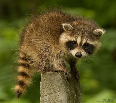 Mapache Pet Raccoon Baby Raccoon Cute Raccoon