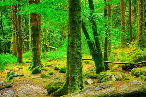 Virgin Forest Killarney National Park Ireland Stock Image Image Of