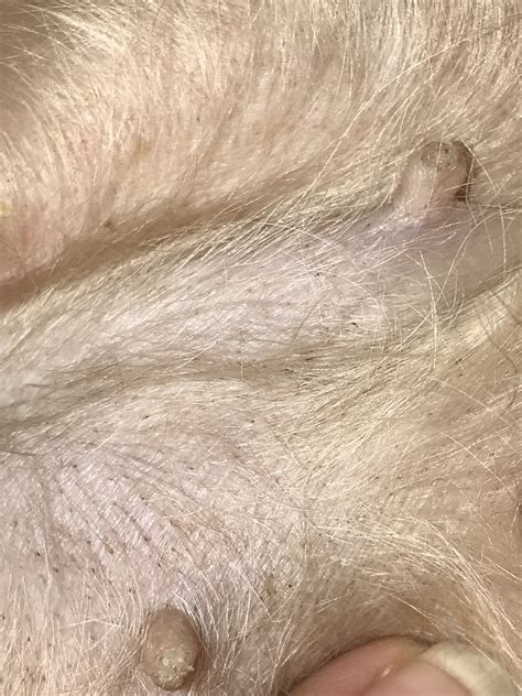 Can Dogs Get Blackheads On Their Belly