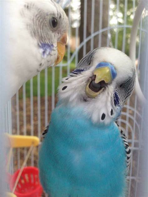Beautiful Budgie Roundup I Love Parakeets