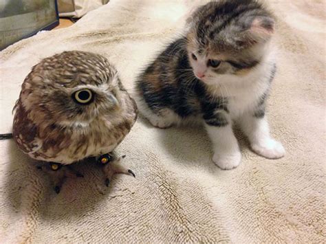 This Unlikely Friendship Between A Kitten And A Baby Owl Is Too Cute