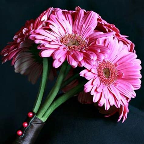 Hot pink gerberas with contrasting white roses, a mixture of purity innocence and romance. So simply done, and pink too!! | Daisy wedding, Small ...