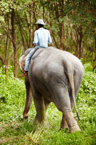 Elephant Trunks Hugging Stock Photos Pictures And Royalty Free Images