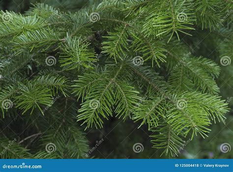 Green Spruce Branches As A Textured Background Stock Photo Image Of