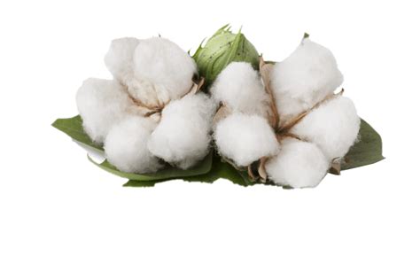 Cotton Png Transparent Image Download Png High Resolution