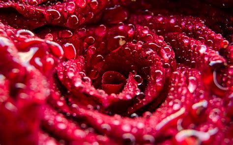 Télécharger Fonds Décran 4k Rouge Rose Rosée Gouttes Deau Close