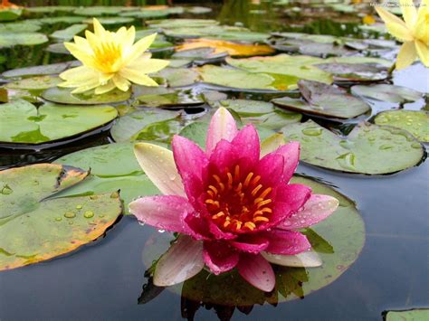 Lily Pad Wallpapers Wallpaper Cave