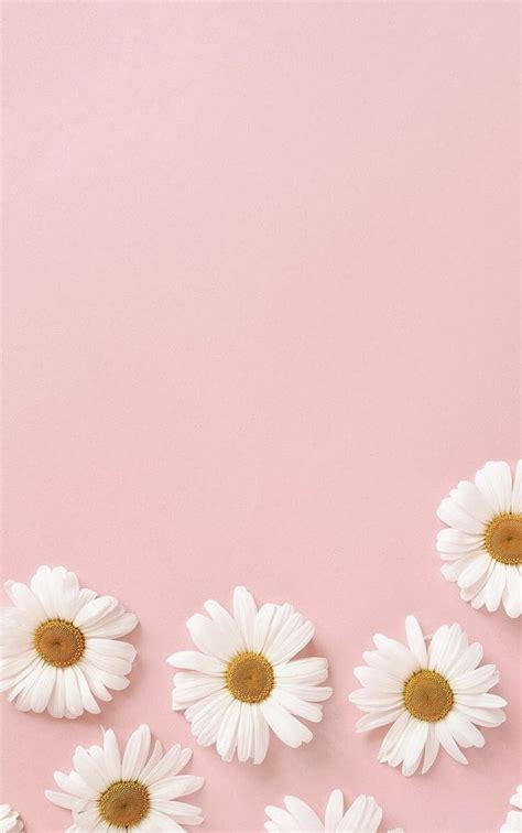 Daisies Minimalistic Pastel Pink Aesthetic Tumblr Background Hd Phone