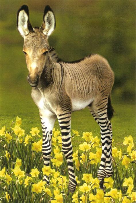 Cute And Funny Zonkey Funny Animals