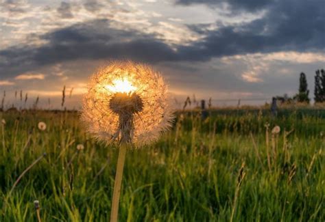A Dandelion Sitting In The Middle Of A Green Field Under A Cloudy Sky