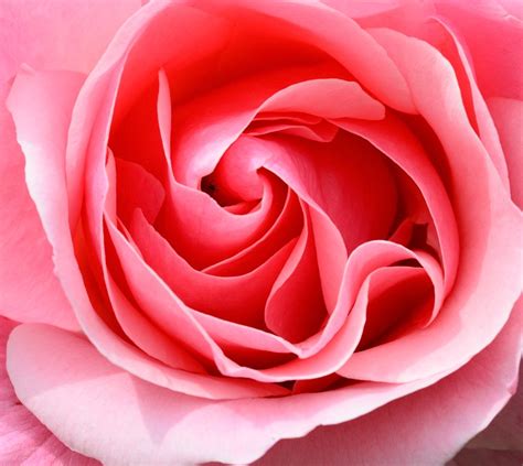 Rose Pink Petals · Free Photo On Pixabay
