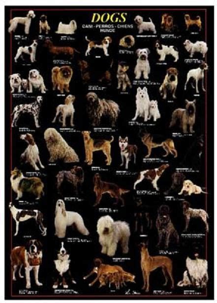 Wallpaper Backgrounds Dog Breeds