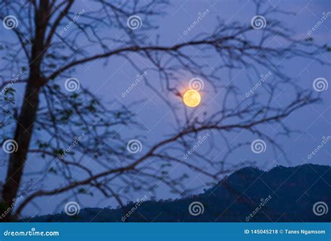 Peaceful Scenery Of Wilderness At Night Night Sky With Full Moon