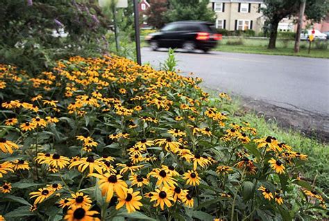 Central New York Wildlife Environment Benefit From Native Plants