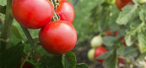 Round Tomatoes Kaliroy