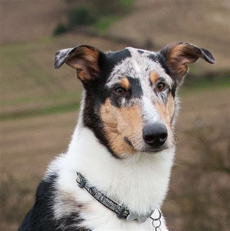 Smooth Collies Blue Merle Smooth Collie Beautiful Dogs Rough Collie