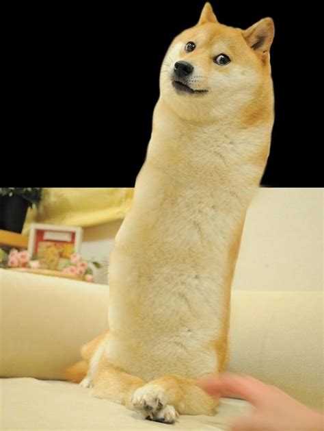 Image 622900 Doge Know Your Meme