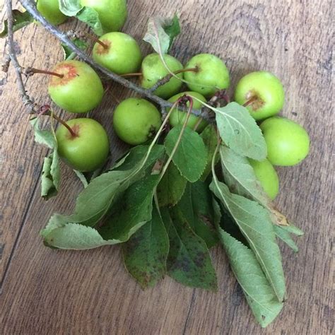 Learn how to plant flowering crabapple trees with help from a certified horticulturist i. Found a nice crab apple tree beside the river today 🍏 ...