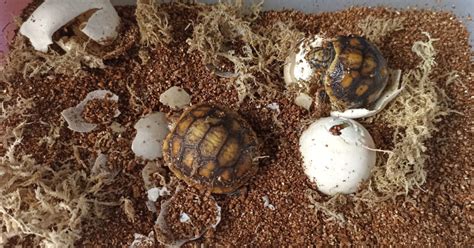 Tortoise Egg Hatching Techniques A Guide To Successful Incubation The Tortoise Shop