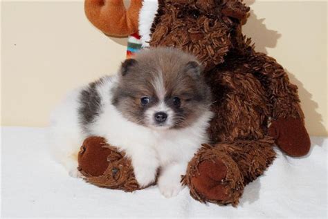 Brown pomeranian dog puppies pictures. dark brown and white pomeranian puppy
